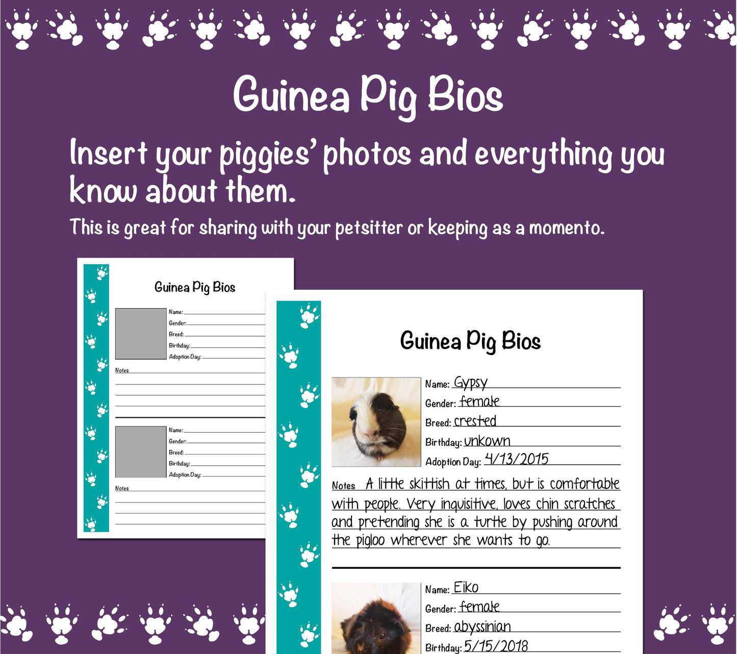 Guinea Pig Care Guide - Teal