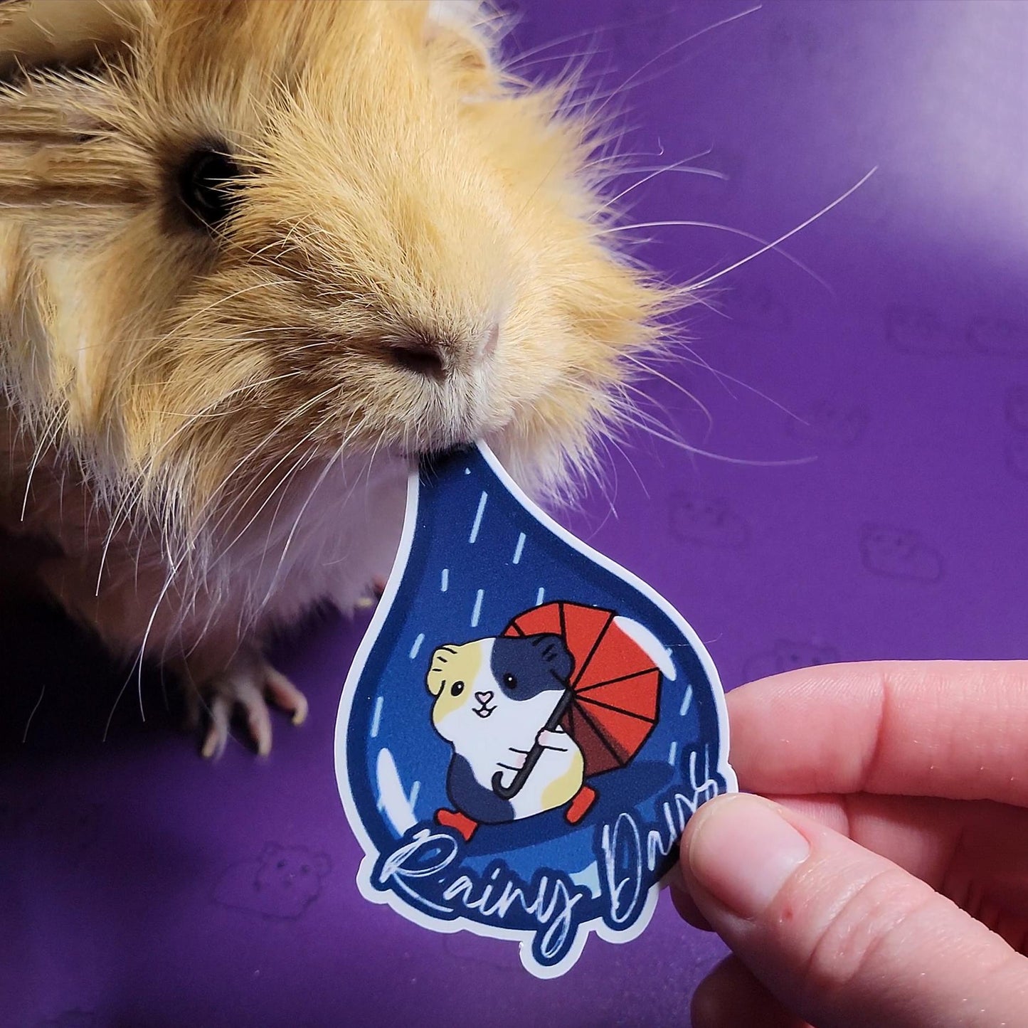 Rainy Days Guinea Pig Stickers | stickers for car, water bottle, laptop & more