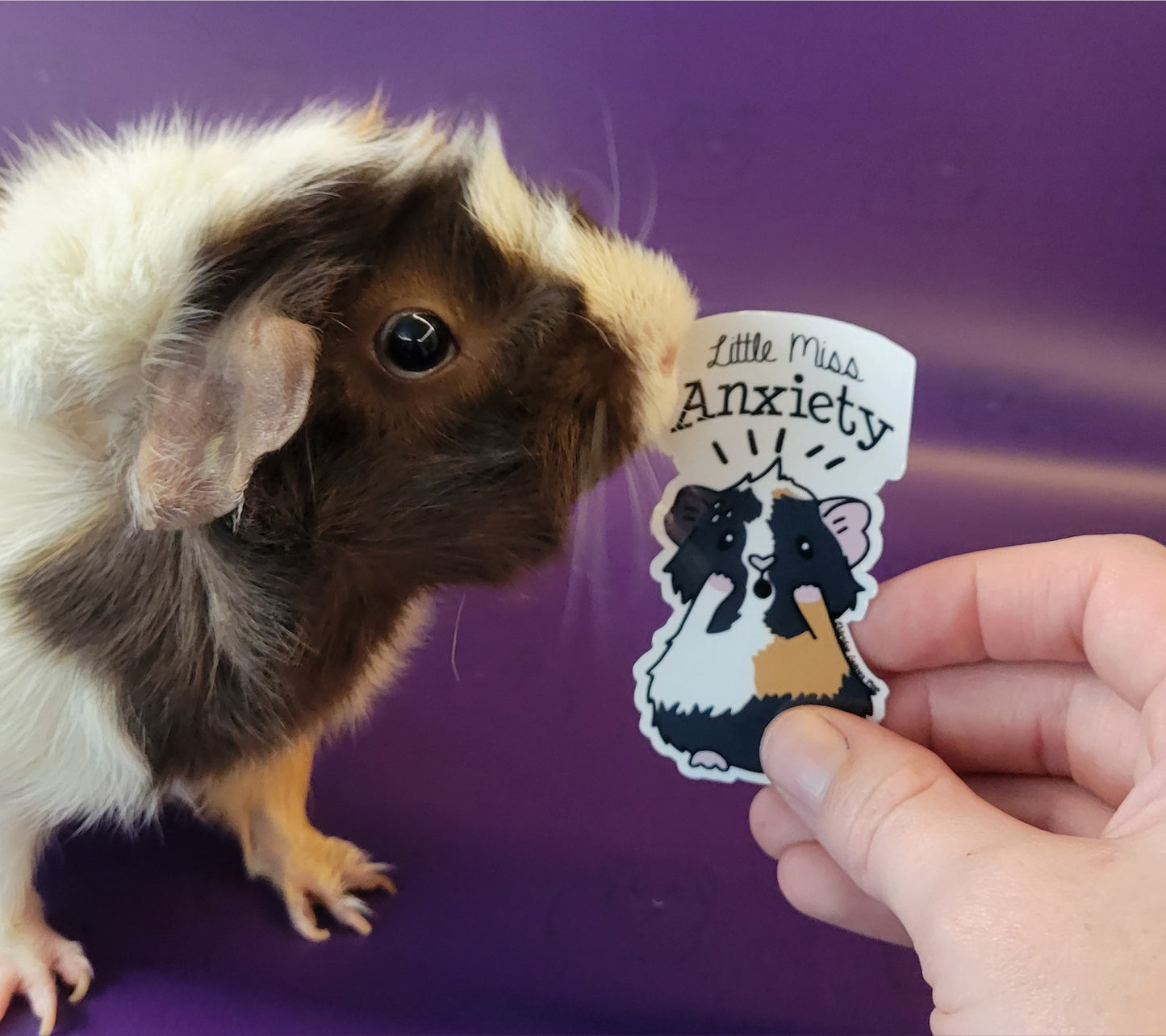 Little Miss Anxiety Guinea Pig Sticker