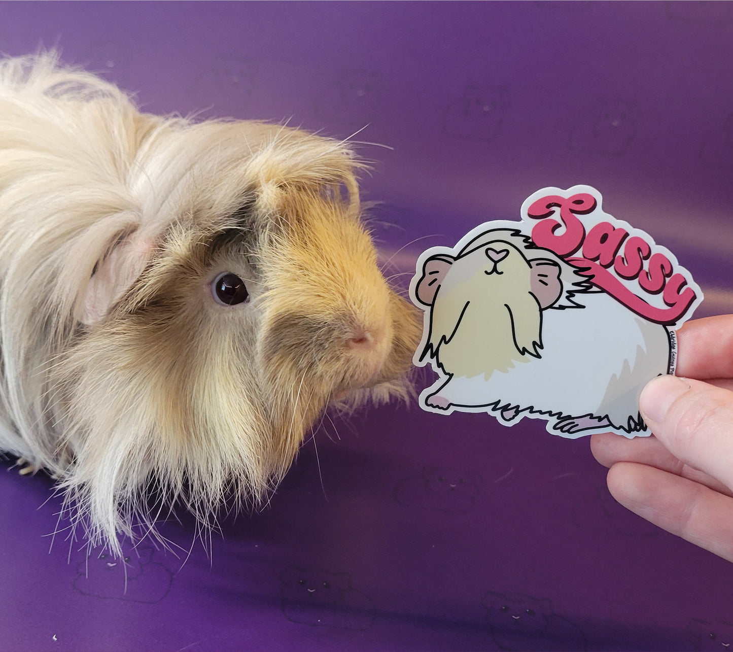 Sassy Guinea Pig Sticker