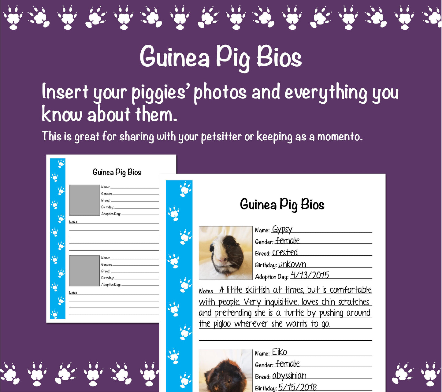 Guinea Pig Care Guide - Blue