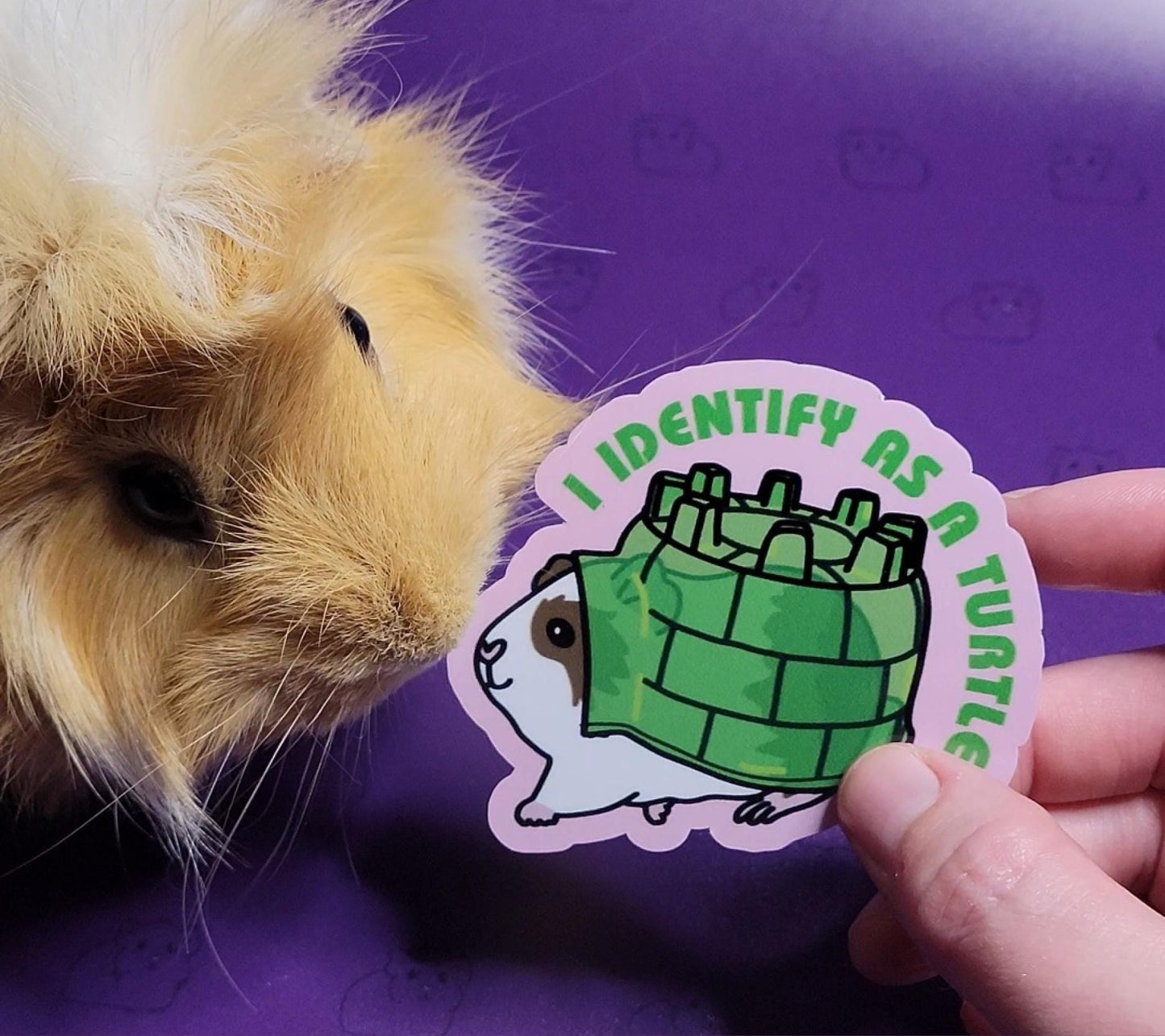 I Identify as a Turtle ~ Guinea Pig Stickers | stickers for car, water bottle, laptop & more