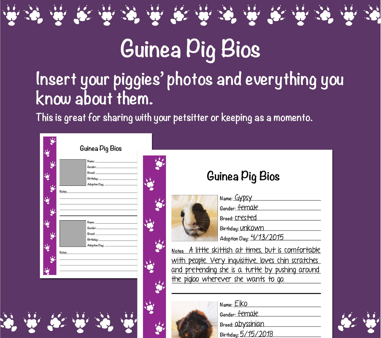 Guinea Pig Care Guide - Purple