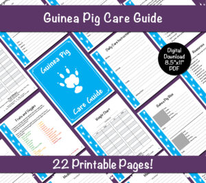 Guinea Pig Care Guide - Blue
