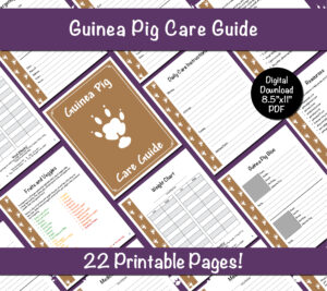Guinea Pig Care Guide - Brown