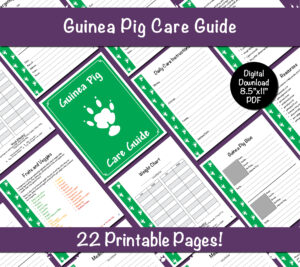 Guinea Pig Care Guide - Green