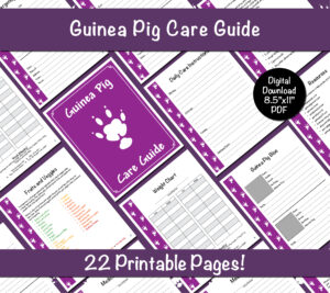 Guinea Pig Care Guide - Purple