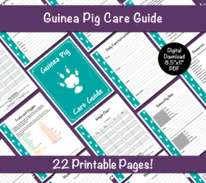 Guinea Pig Care Guide - Teal