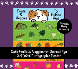 24x36-Safe Fruits & Veggies for Guinea Pigs Infographic Poster